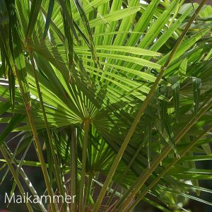 maikammer 26-26
