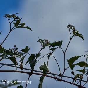 maikammer 26-5